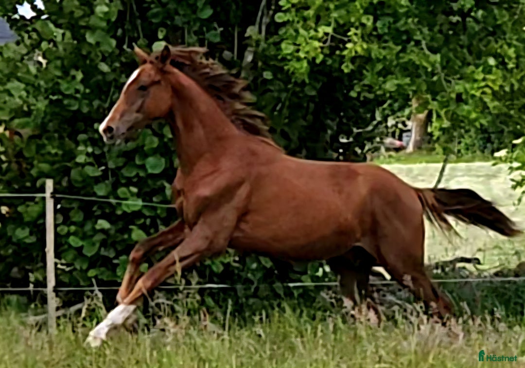 Dressyr hästar till salu: Mycket lovande 1 årig hingst  i Stehag - Bild 1