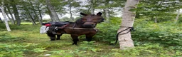 Allround hästar till salu: Ridtravare i Nol - Annons 2