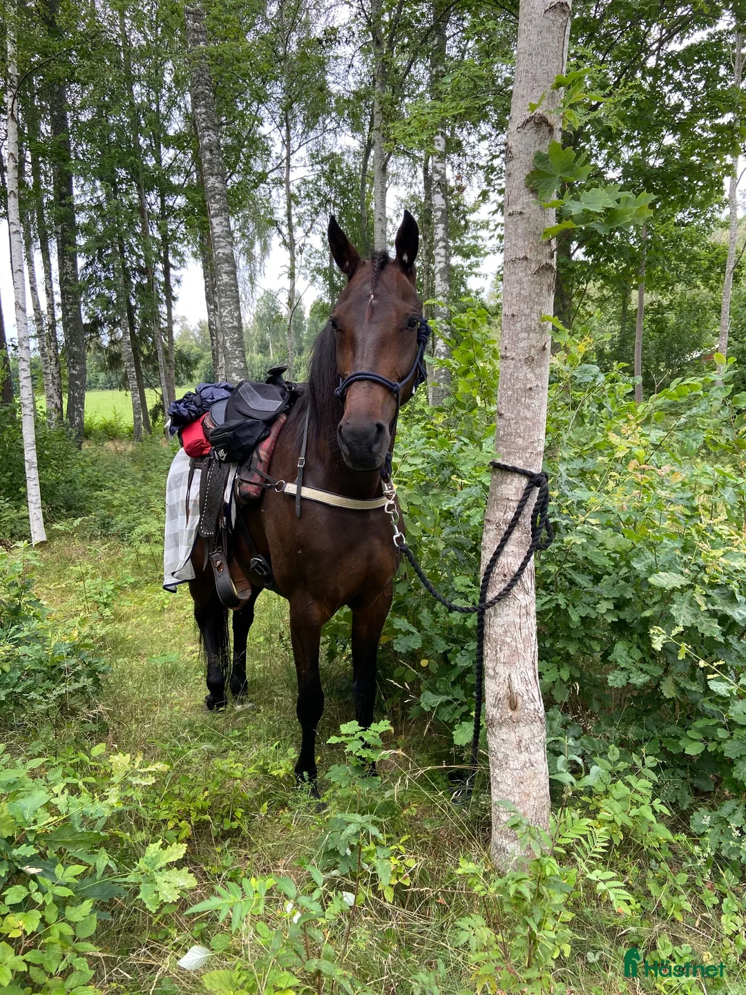 Allround hästar till salu: Ridtravare i Nol - Annons 2