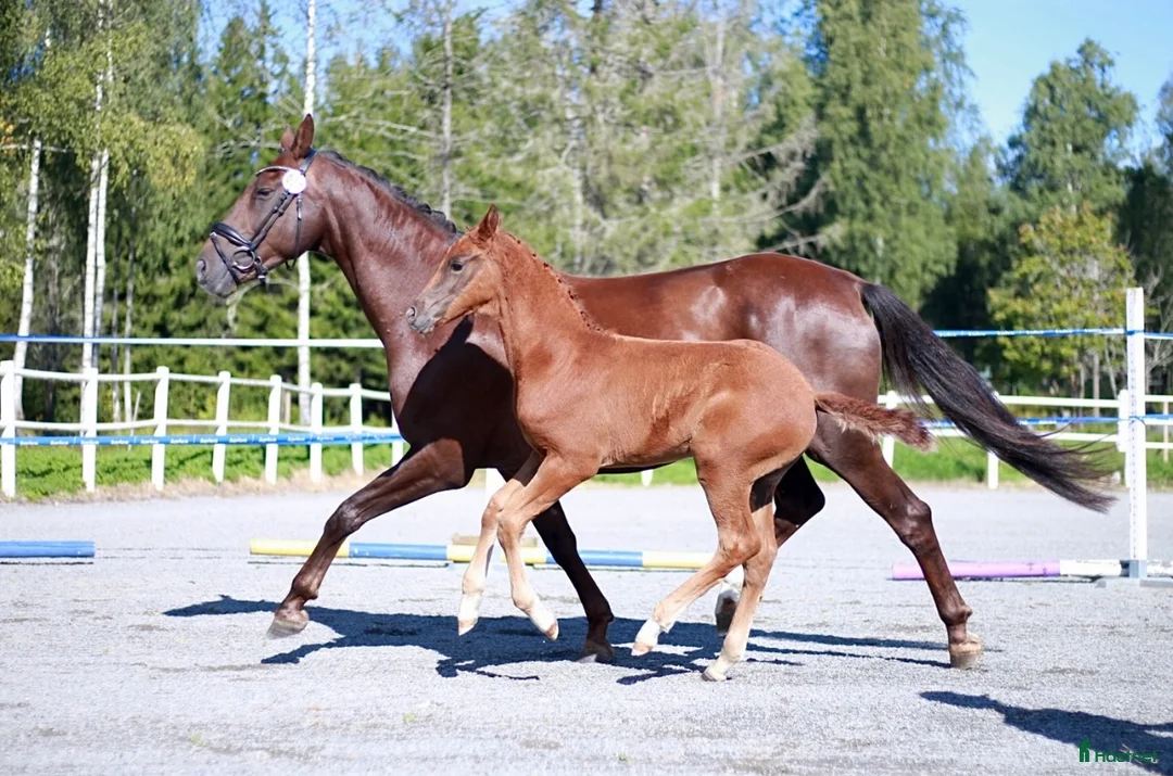 Dressyr hästar till salu: Vackert stoföl  i Katrineholm - Annons 2