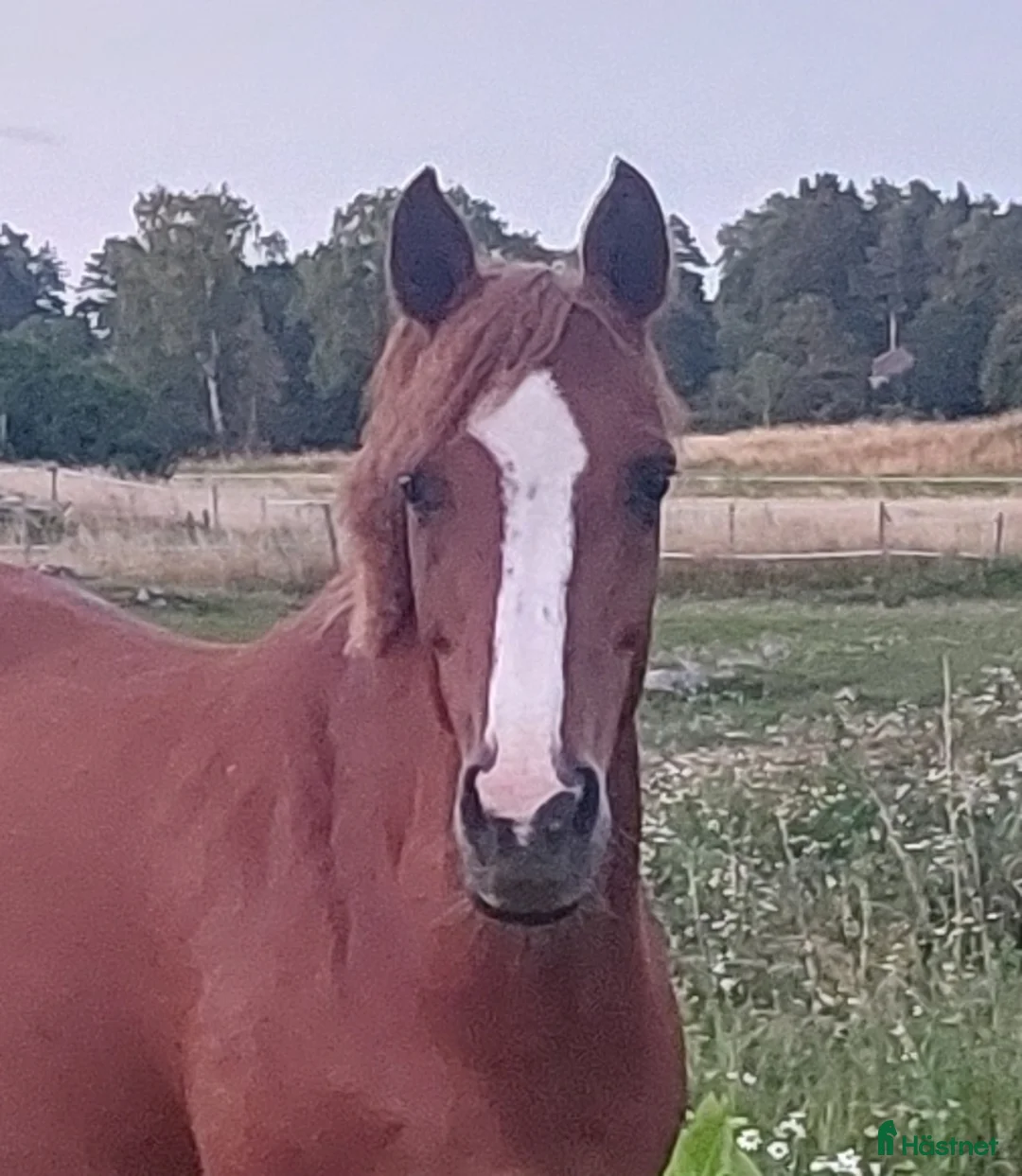 Allround hästar till salu: Maxaf C-ponny - Annons 1