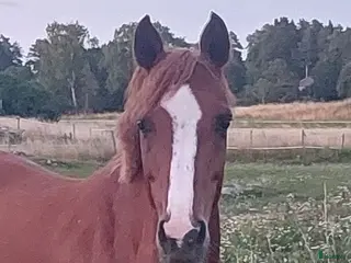 hästar Maxaf C-ponny - Annons 8