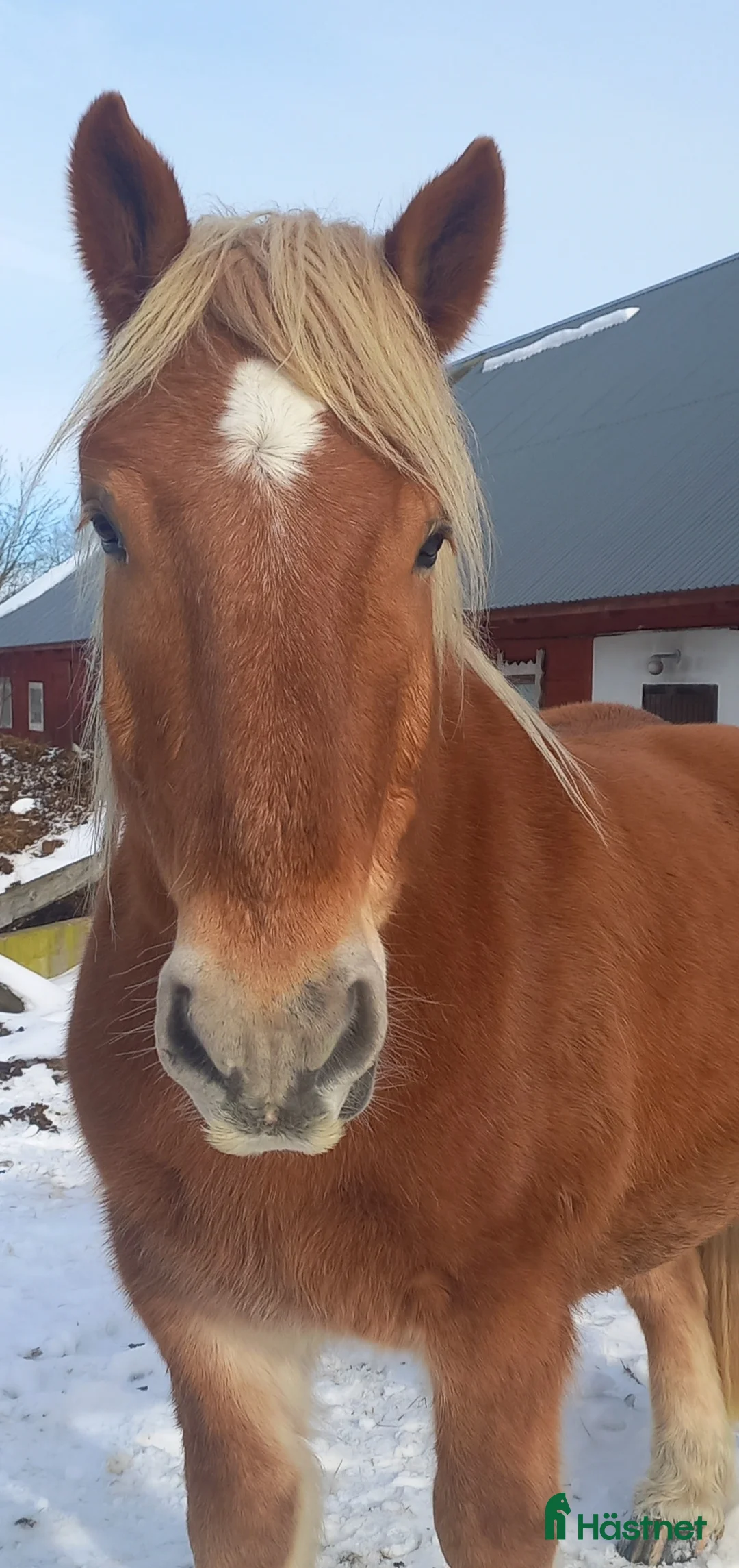 Körning hästar till salu: Trevlig valack i Kosta - Annons 2