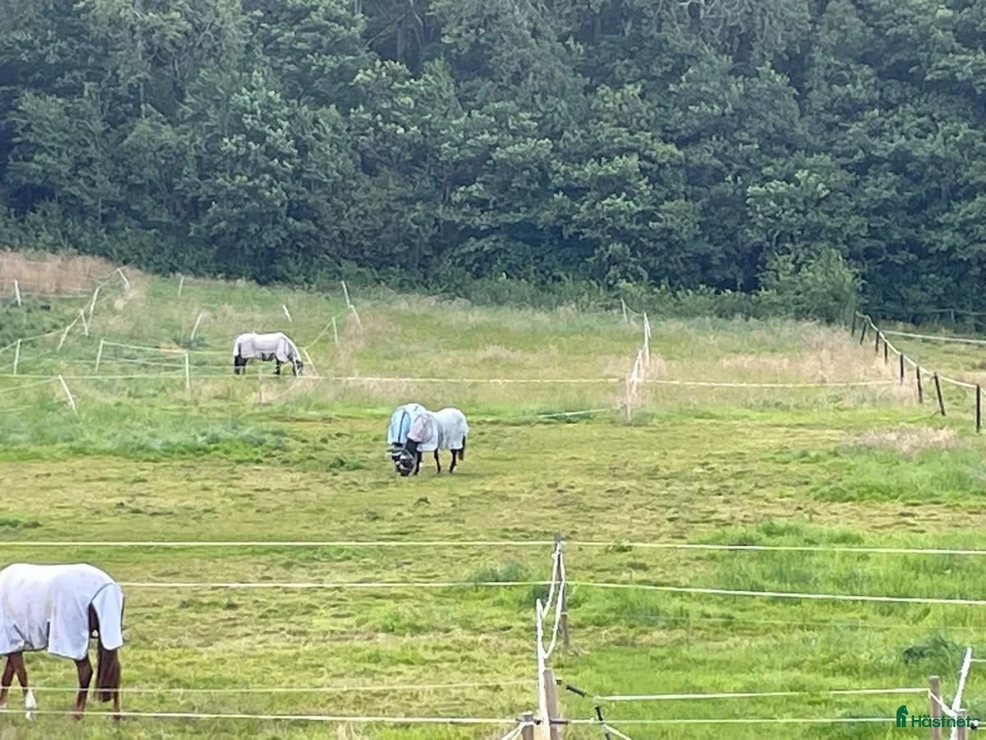  stallplats finnes: Stallplats med alla åtaganden inkluderade i Kungsbacka - Annons 5