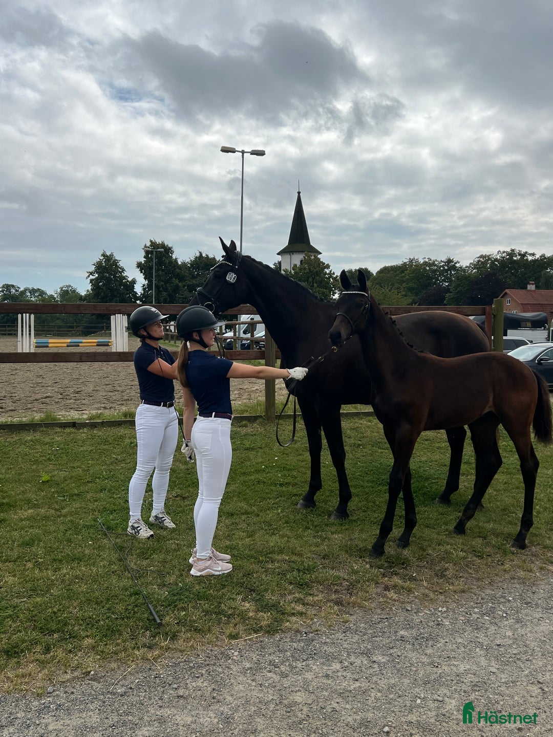 Dressyr hästar till salu: Lovande stjärna för framtiden, hingstämne! i Nybrostrand - Annons 3