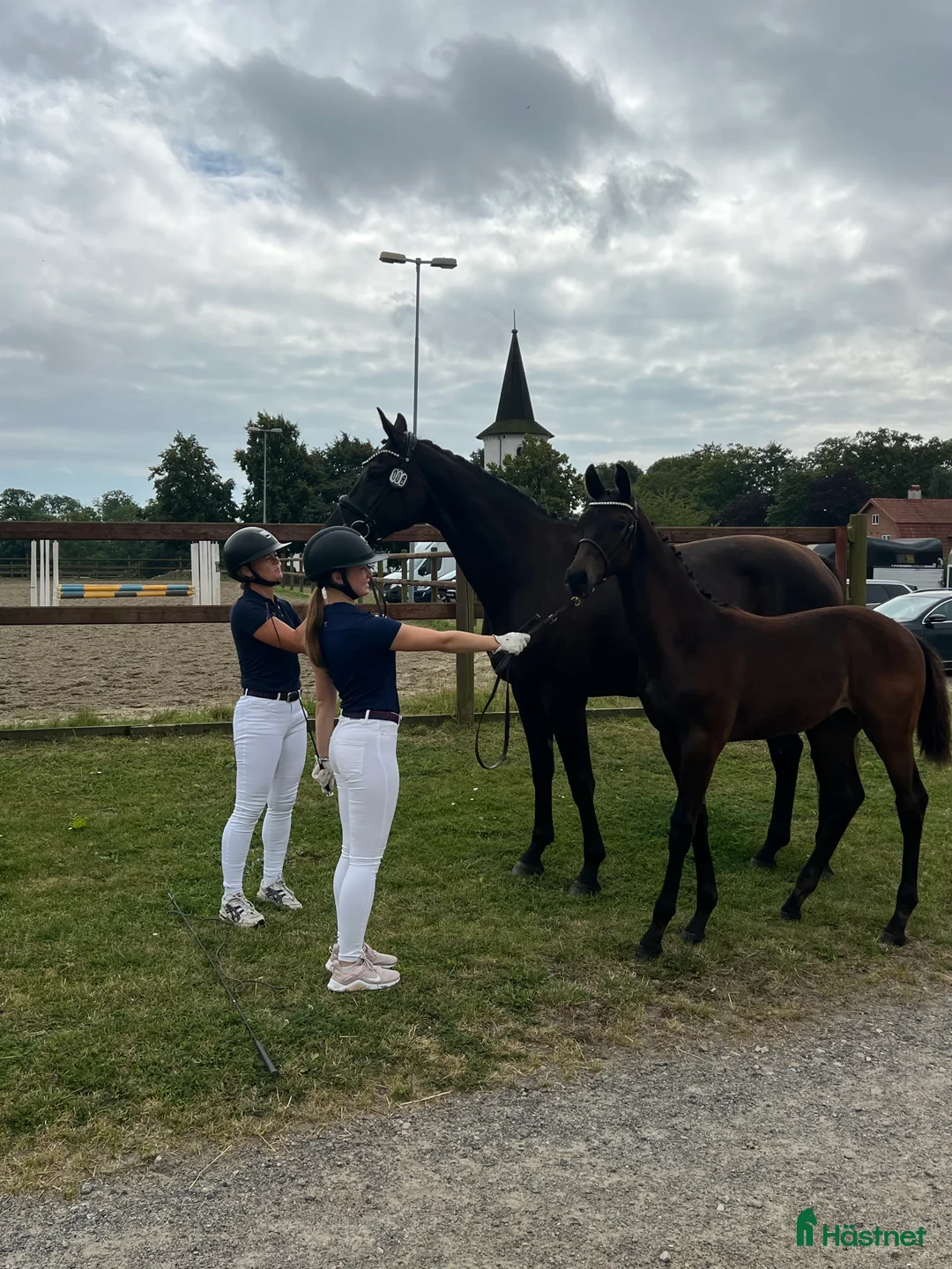 Dressyr hästar till salu: Lovande stjärna för framtiden, hingstämne! i Nybrostrand - Annons 3