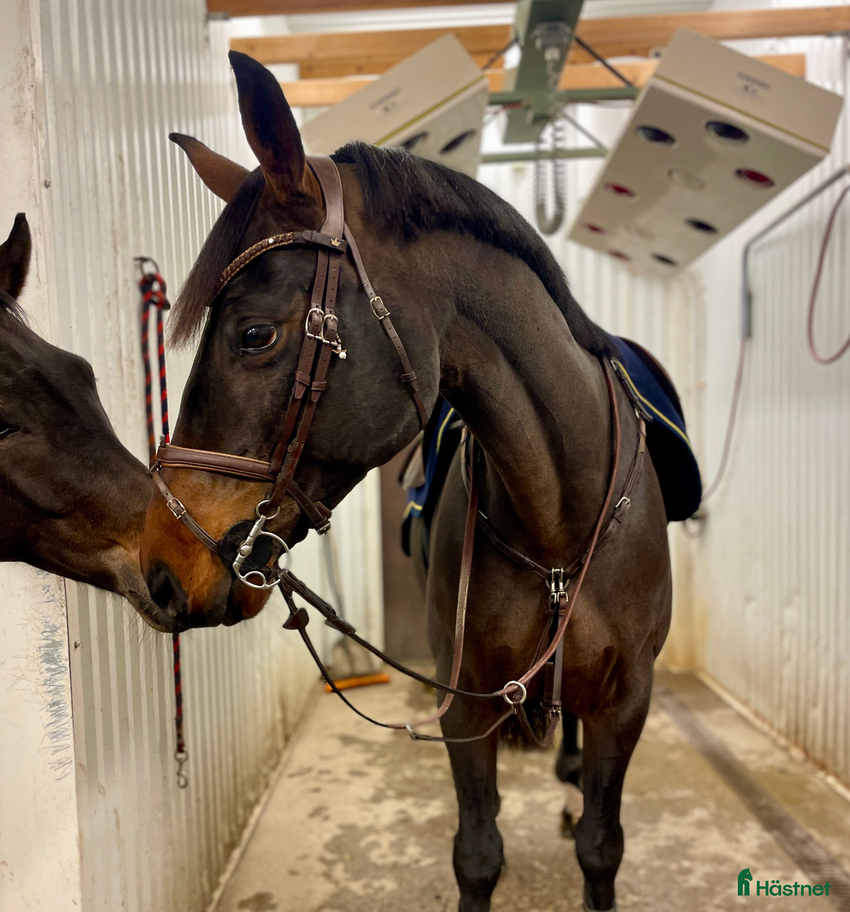  hästar Välriden hopphäst med charmig personlighet i Södra Sandby - Annons 17