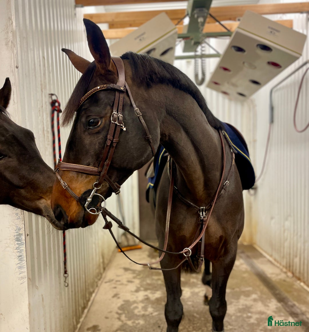 Hoppning hästar till salu: Välriden hopphäst med charmig personlighet i Södra Sandby - Annons 1