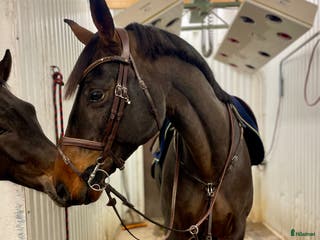 hästar Välriden hopphäst med charmig personlighet - Annons 12