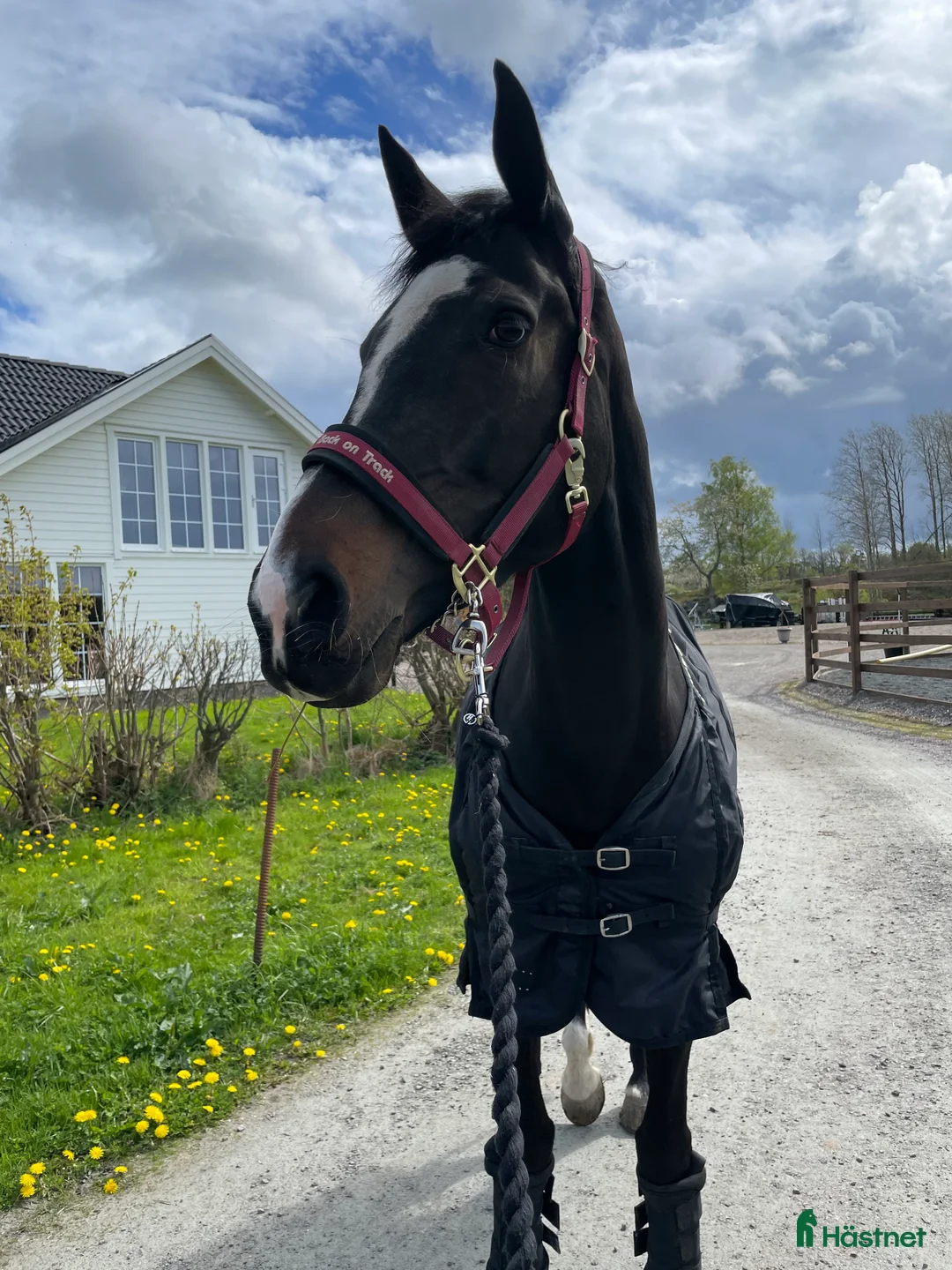 Allround hästar till salu: Projekthäst säljes i Harestad - Annons 1