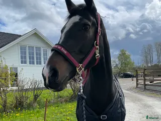 hästar Projekthäst säljes i Harestad - Annons 13