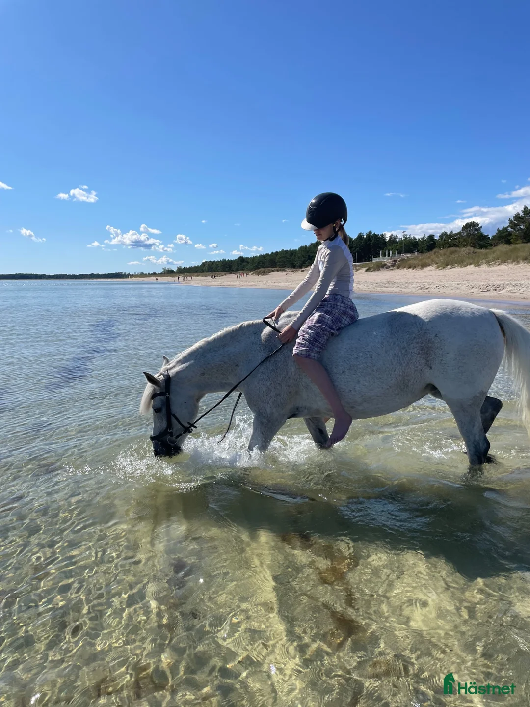Allround hästar sökes: D-ponny sökes att låna evtl senare köp - Annons 3