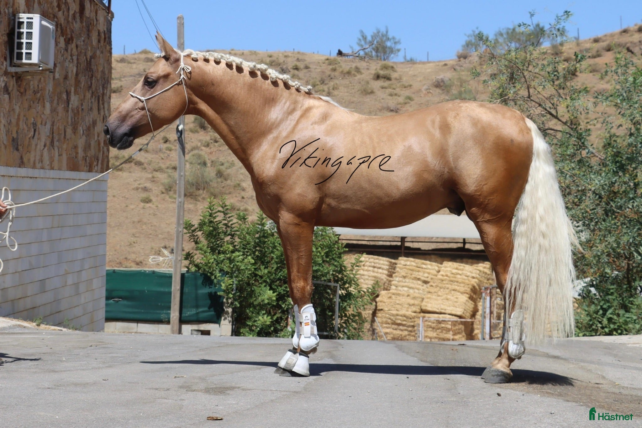  hästar Palomino PRE hingst - Annons 2