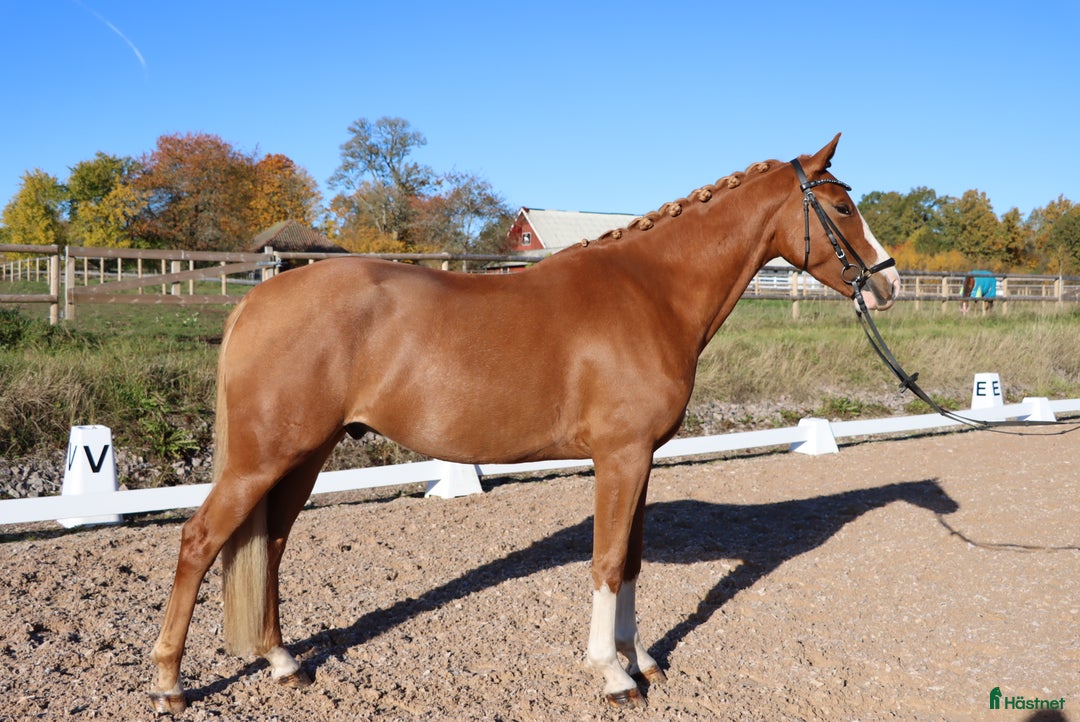 Allround hästar till salu: Formbar framtida stjärna! i Tranås - Annons 3
