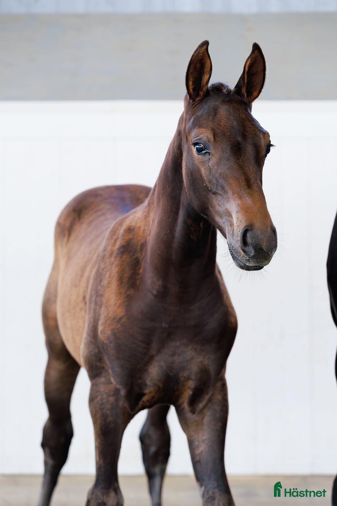 Hoppning hästar till salu: Tävlings ryttare se hit!!! i Karlstad - Annons 1