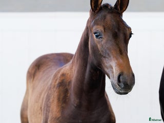 hästar Tävlings ryttare se hit!!! i Karlstad - Annons 15