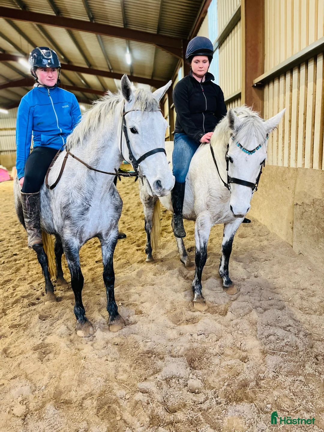 Allround hästar till salu: 6yo Connemara gelding  i Ljungby - Annons 12