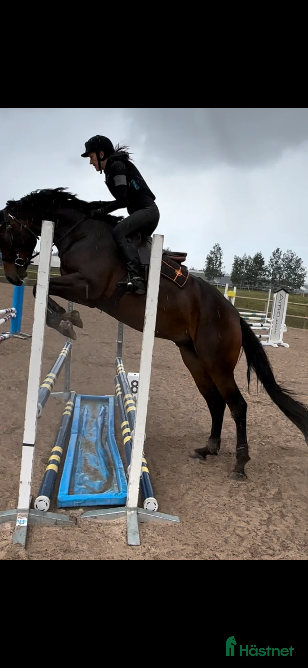 Allround hästar till salu: Lovande 6-åring  i Nybro - Annons 5