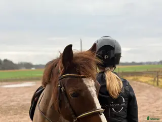 hästar B ponny för framtiden! - Annons 19