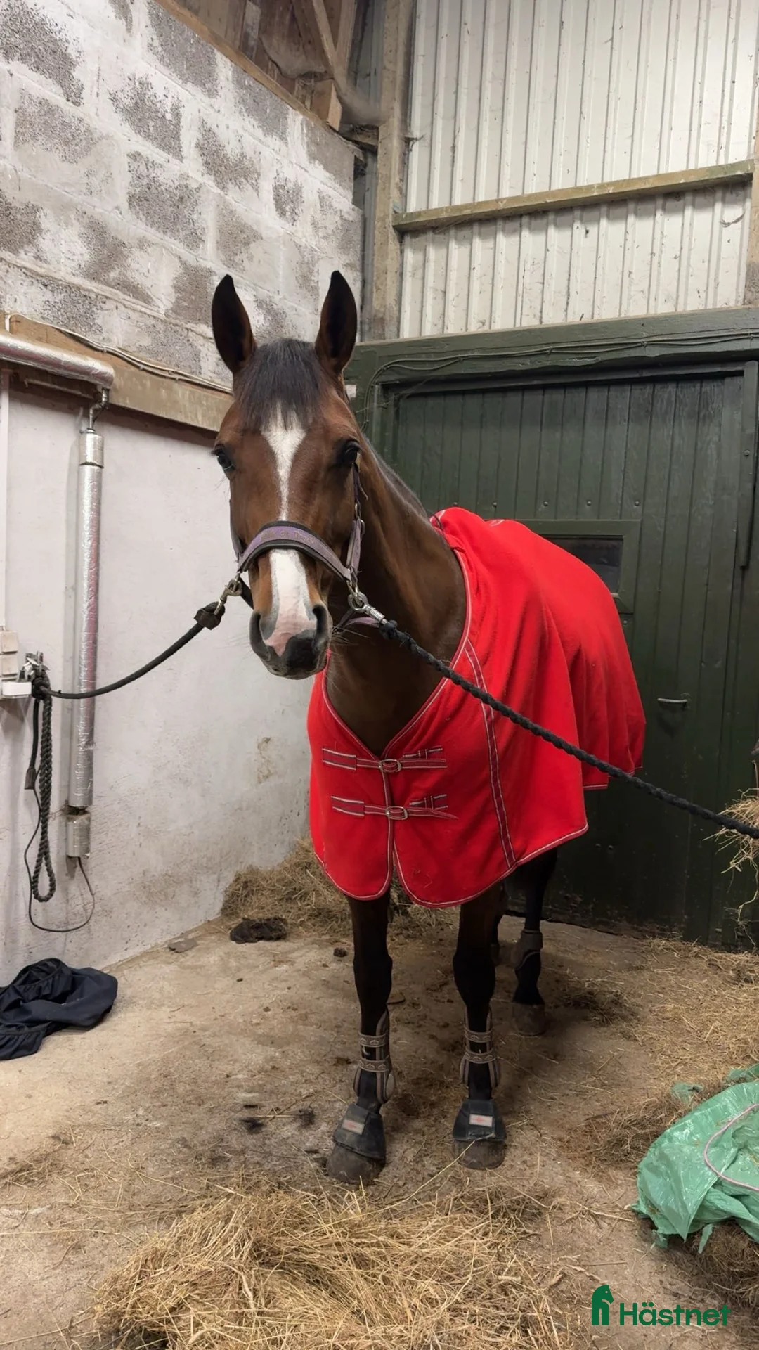 Hoppning hästar till salu: 8 års hoppe efter Chacfly PS🤩 i Gilleleje - Annons 5