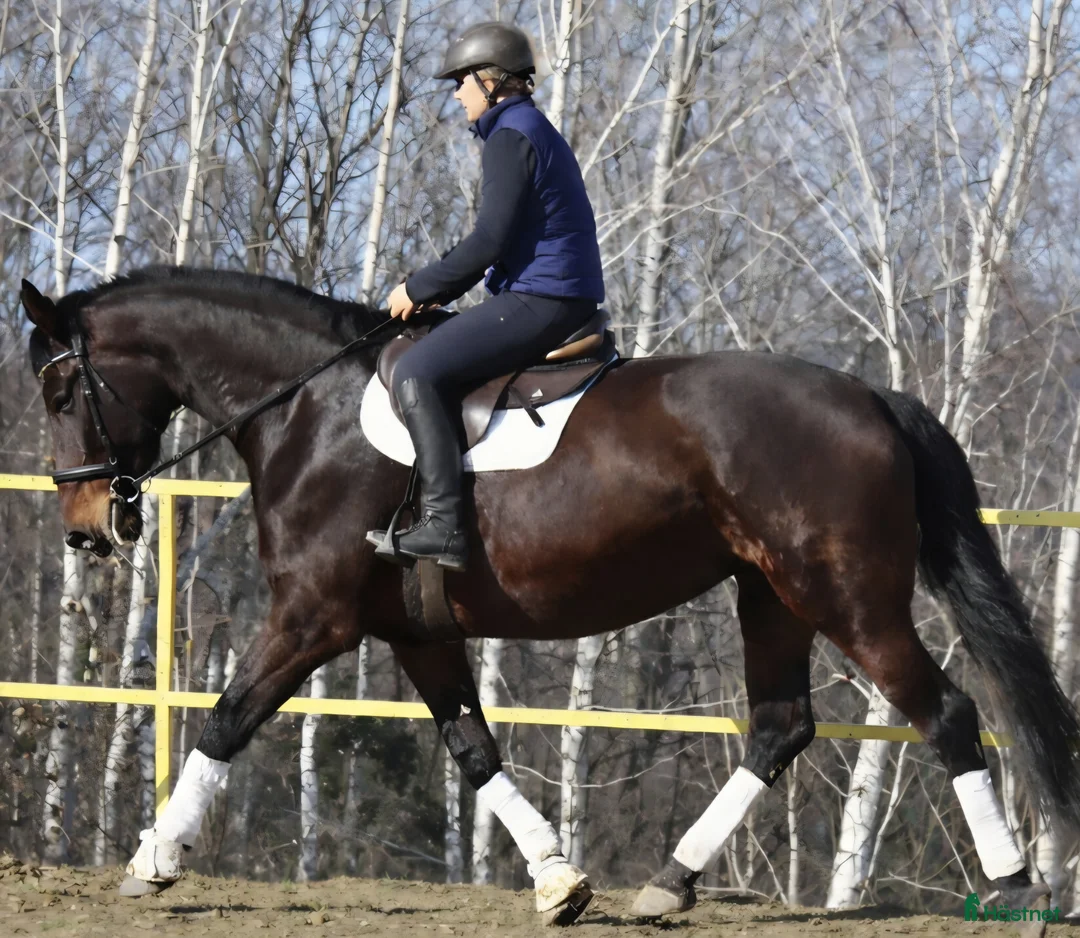 Allround hästar till salu: The Horse You’ve Been Waiting For - Annons 1