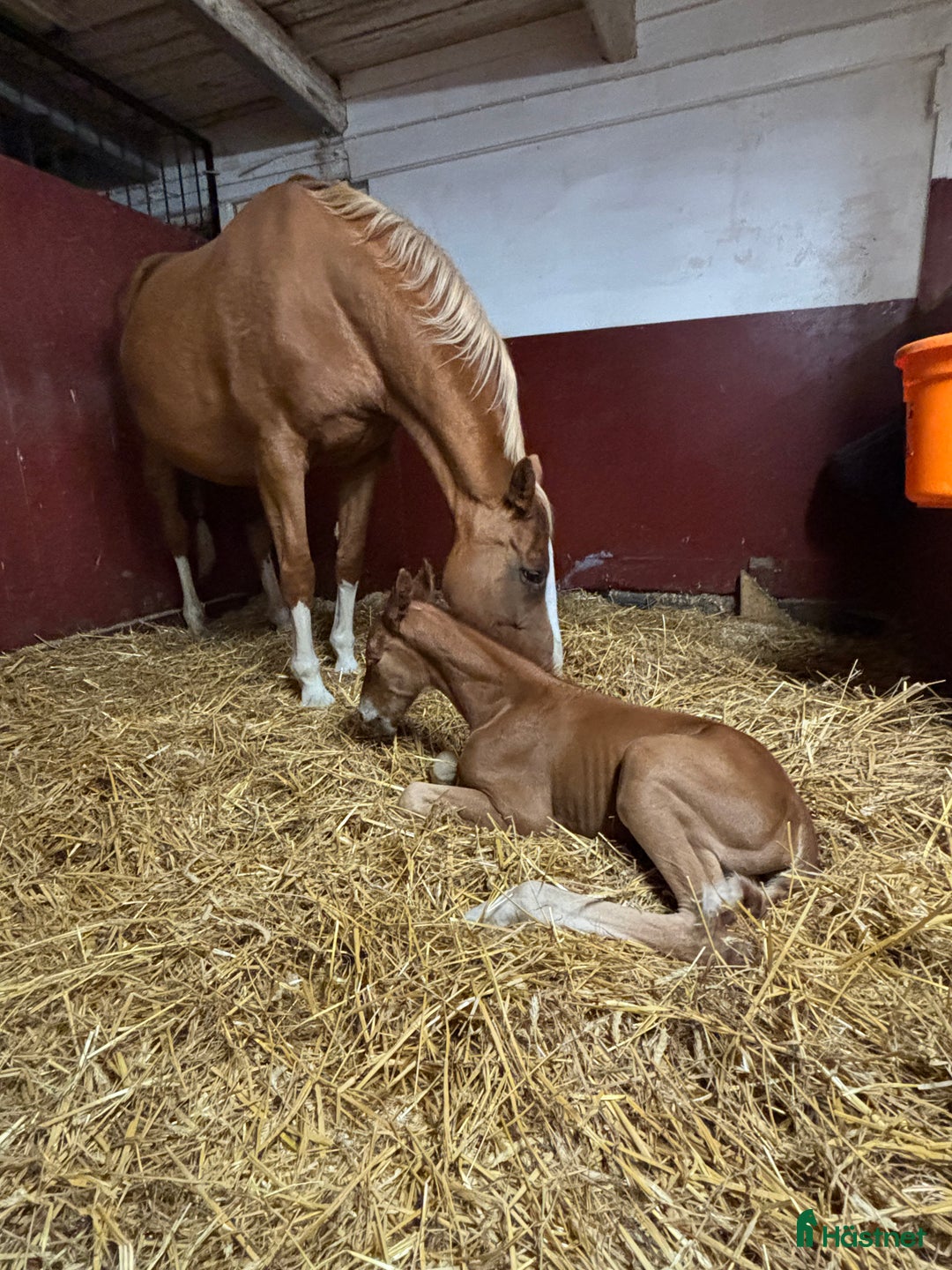 Övrigt hästar till salu: Fantastiskt dräktigt sto för avel och sällskap i Söderköping - Annons 10