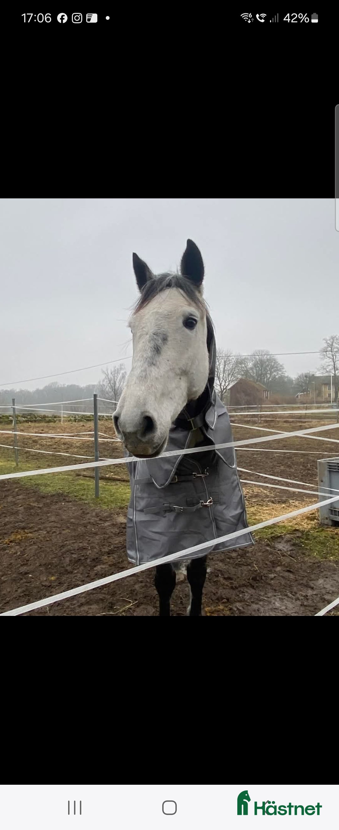 Avelshästar hästar till salu: 7 årigt sto med hoppstam  i Kallinge - Annons 3