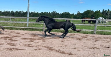  hästar i Ydre - Annons 1