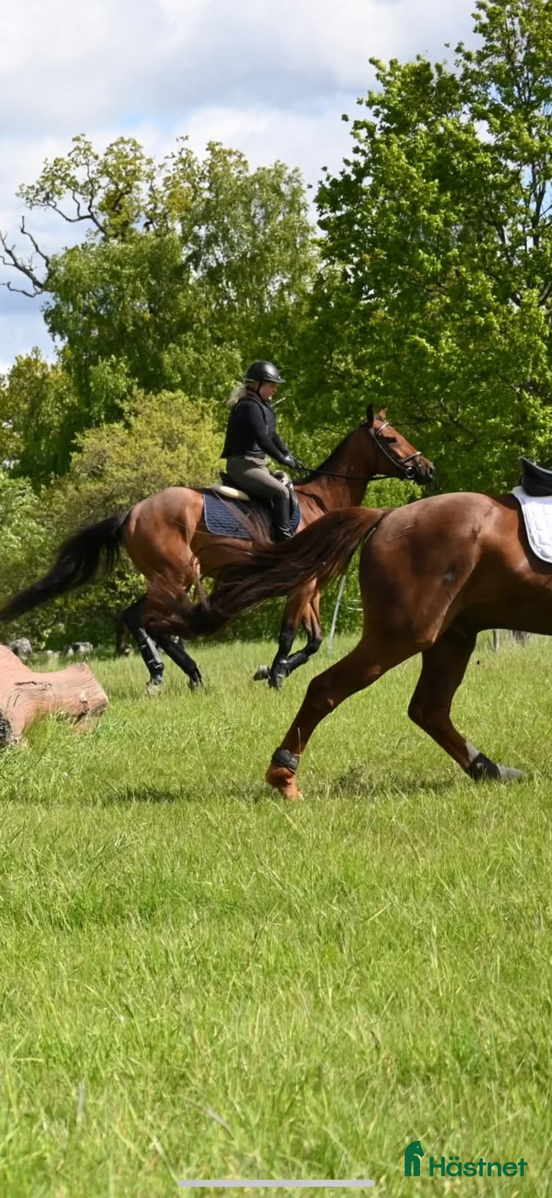 Allround hästar till salu: Junior/Övergångshäst?  i Skokloster - Annons 2