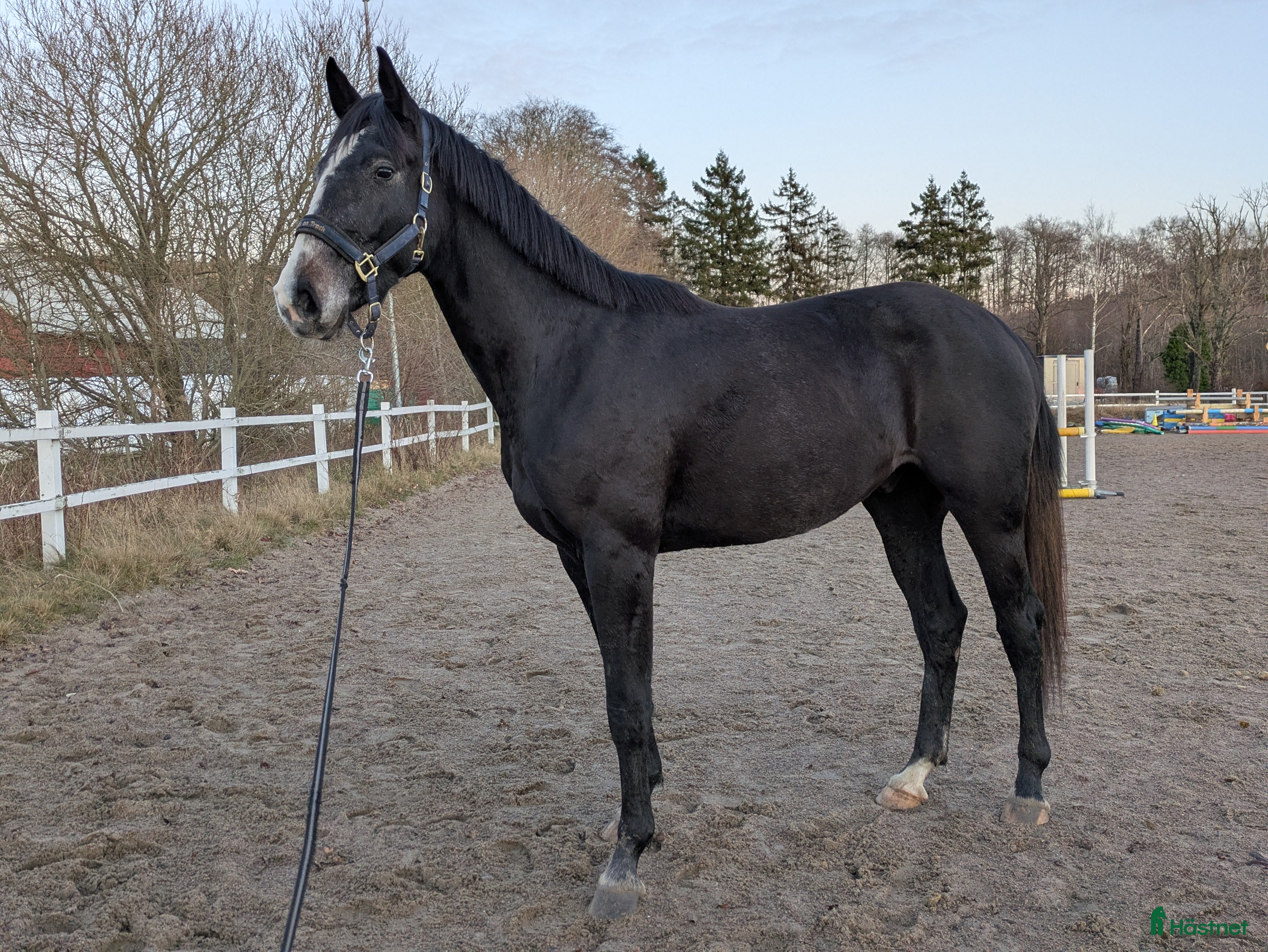 Hoppning hästar till salu: Lyckhems Lupuz  i Fjärås - Annons 3