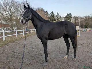 hästar Lyckhems Lupuz i Fjärås - Annons 9