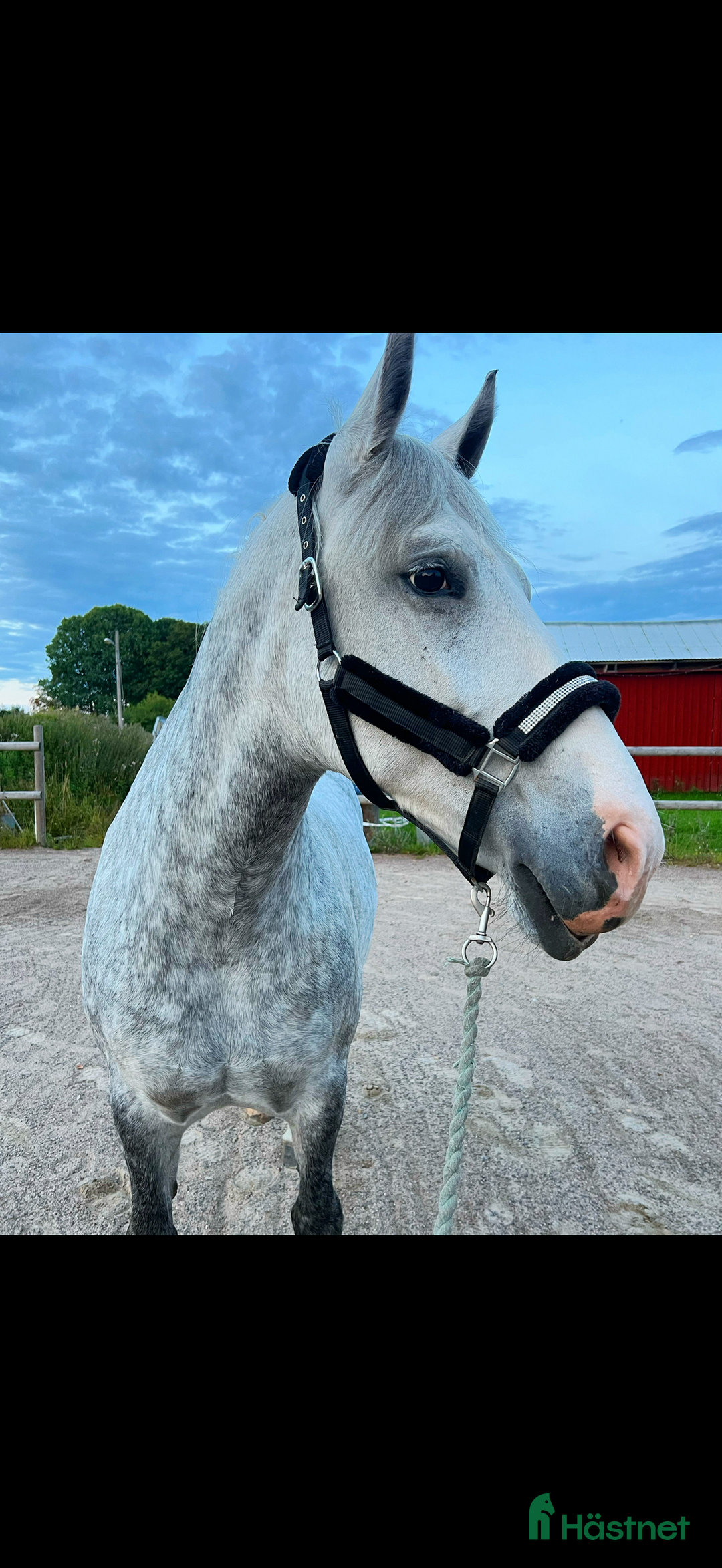Allround hästar till salu: Häftig häst med hjärtat på rätt ställe i Kumla - Annons 3