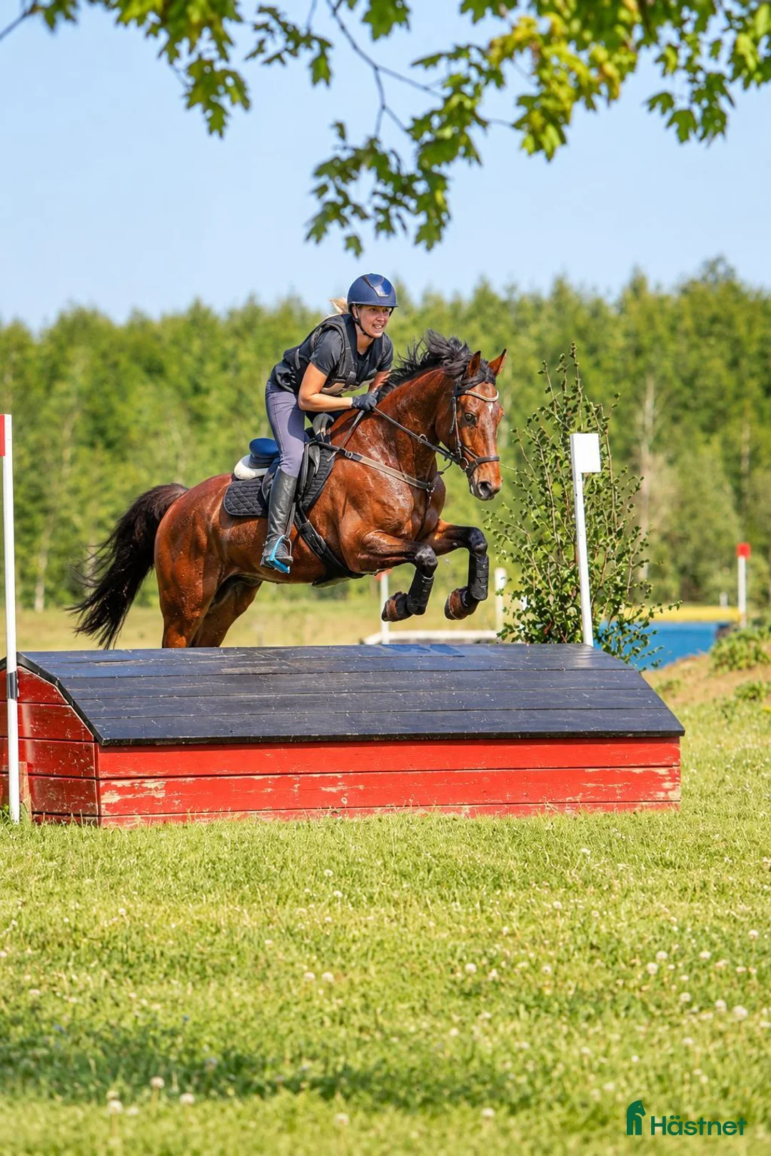 Hoppning hästar till salu: 10årig valack multitalang  - Annons 1