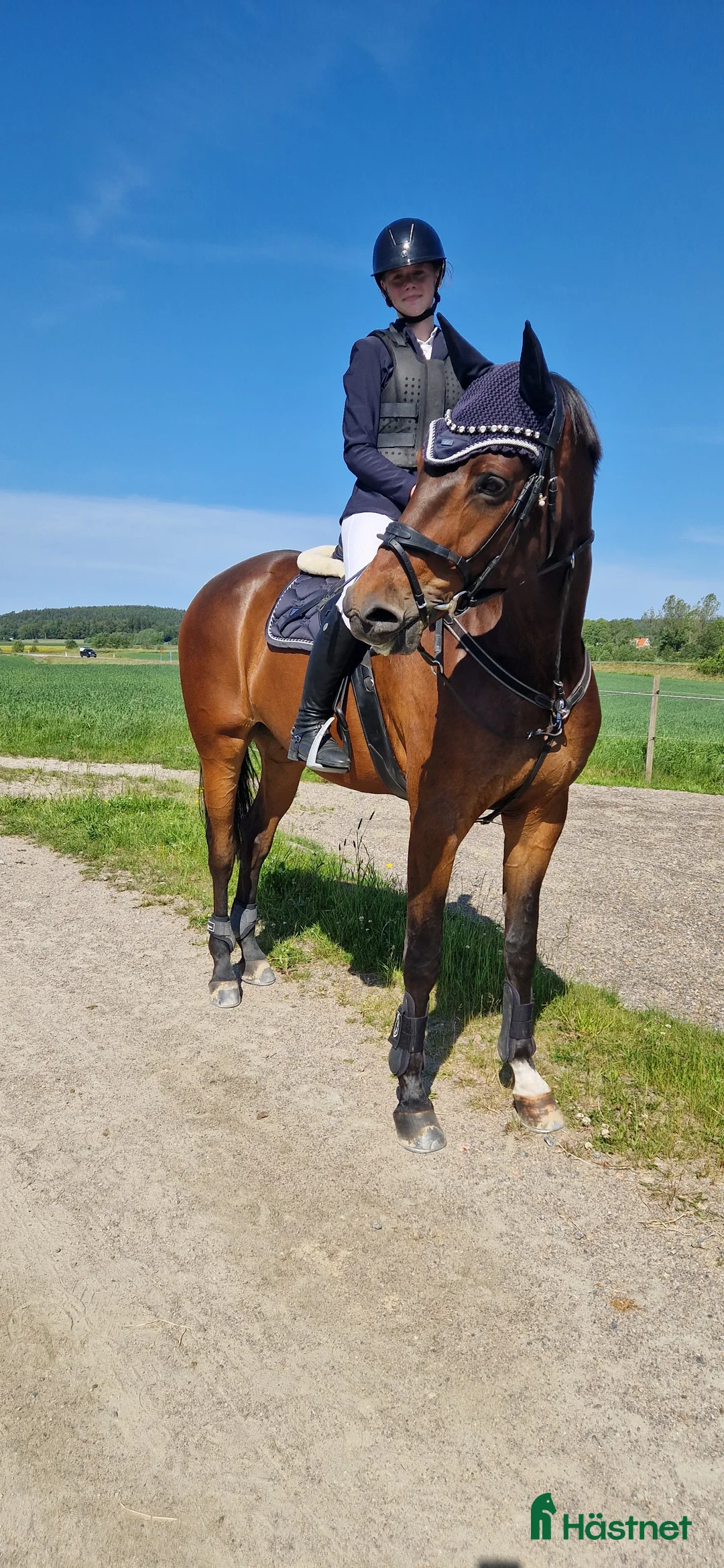 Allround hästar till salu: Trevlig & personlig kille - Annons 1