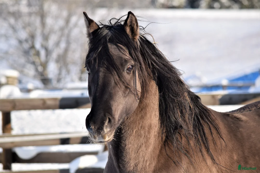 Allround hästar till salu: Kigermustang föl väntas  - Annons 1