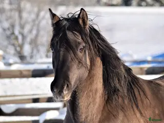 hästar Kigermustang föl väntas - Annons 1
