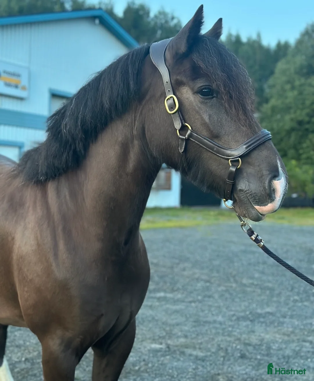 Allround hästar till salu: Perfekta ungponnyn med framtiden framför sig! - Annons 2
