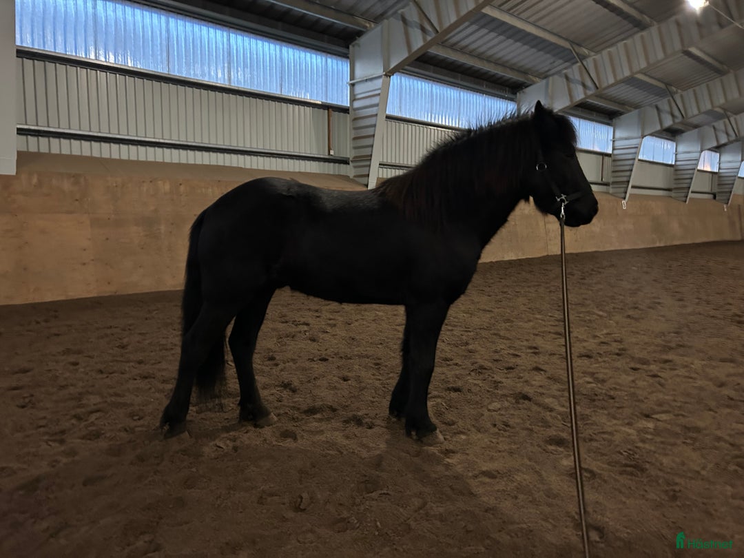 Island hästar till salu: Sportig högrest & vacker i Fjugesta - Annons 3