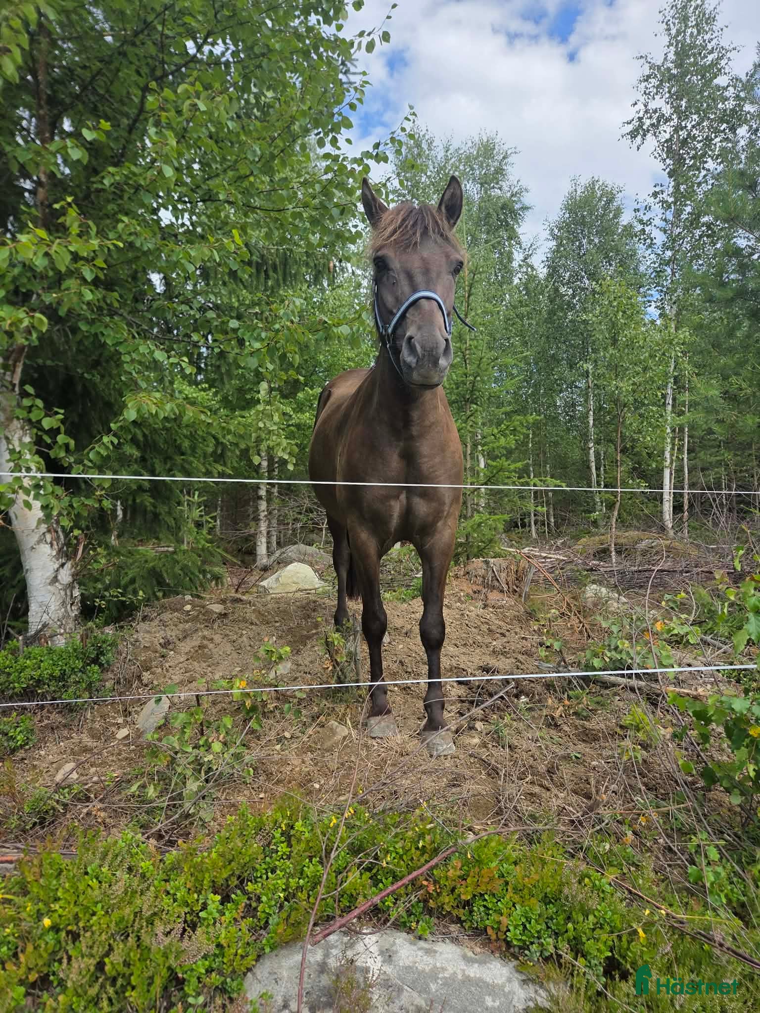  hästar Travarruss - Annons 12