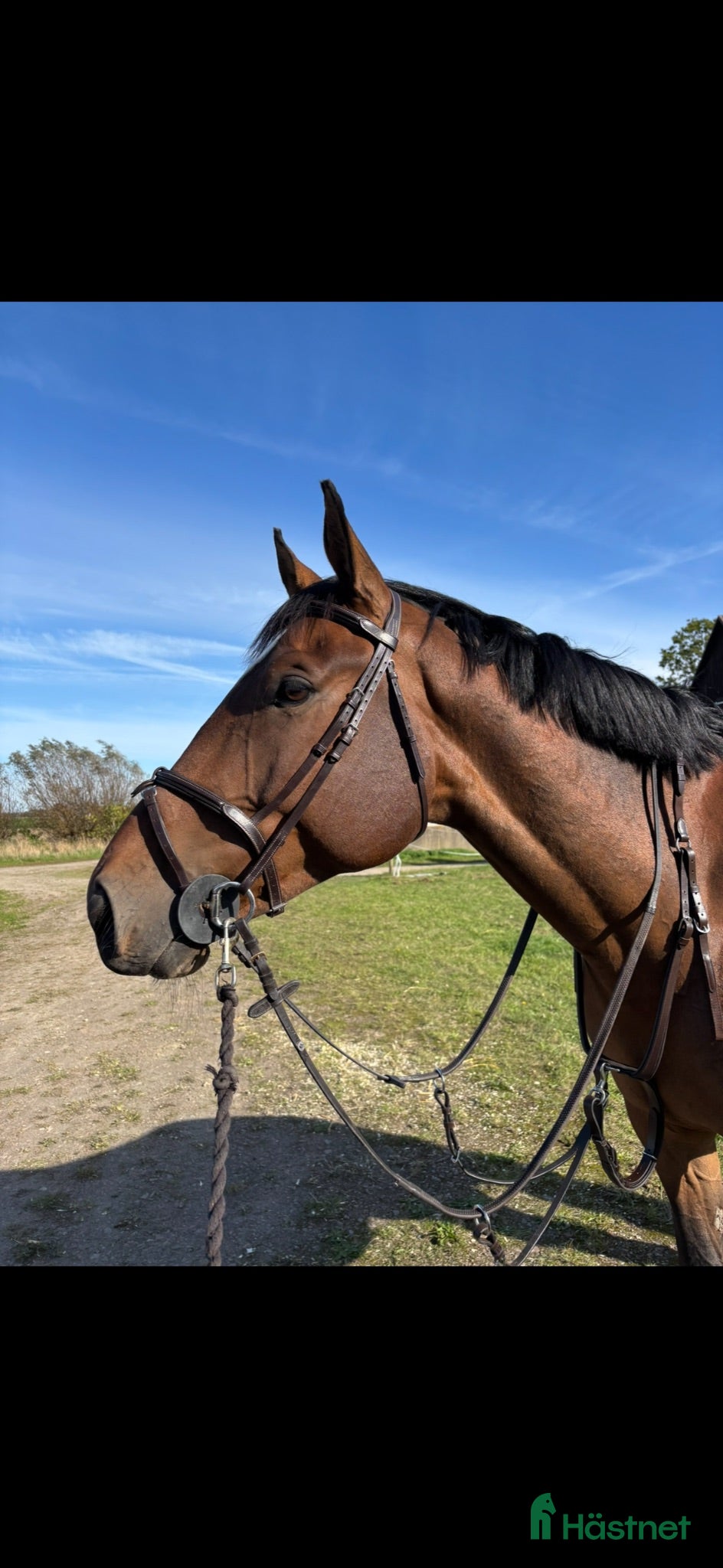  hästar Fin 7-årig hopphäst e. Click and Cash-Cardento - Annons 5