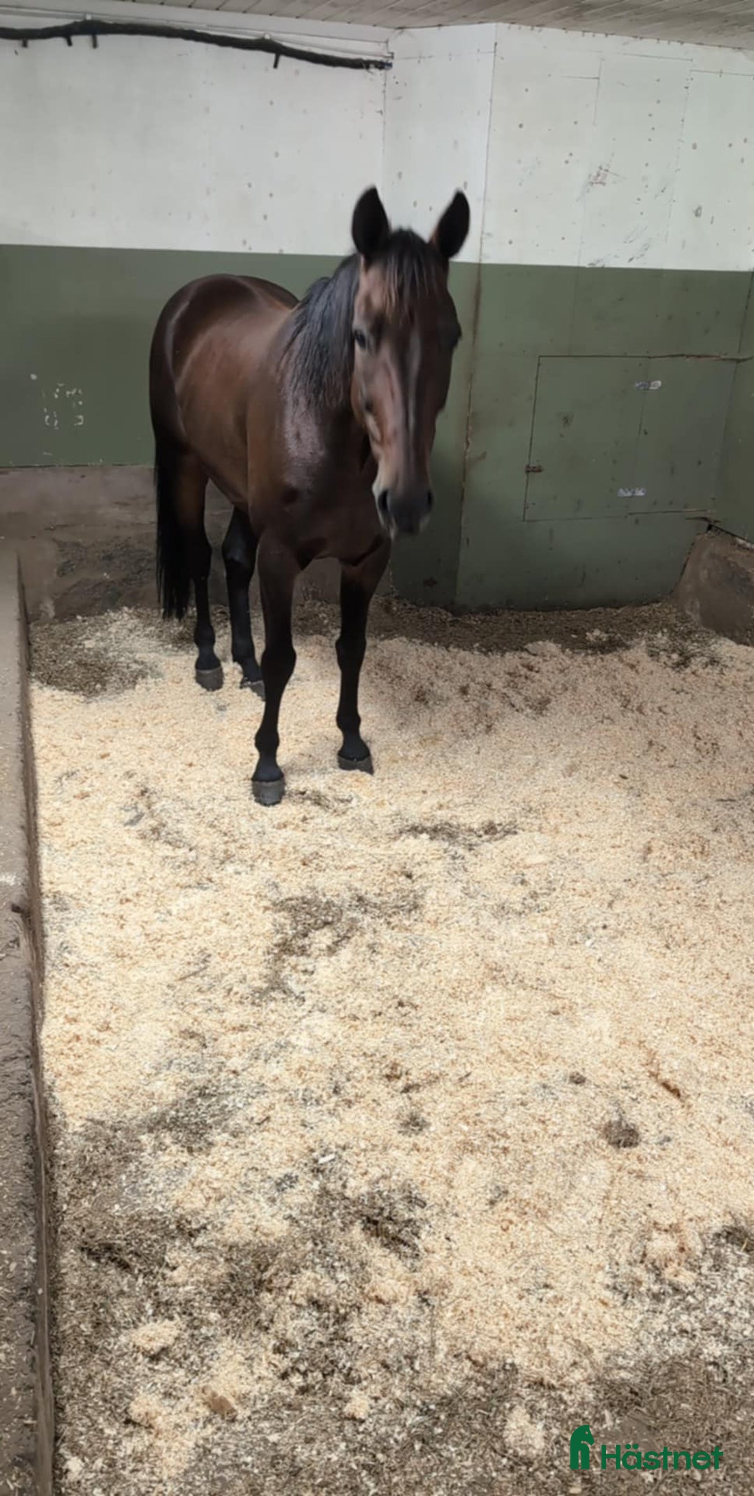 Allround hästar till salu: Världens snällaste kille  i Gränna - Annons 6