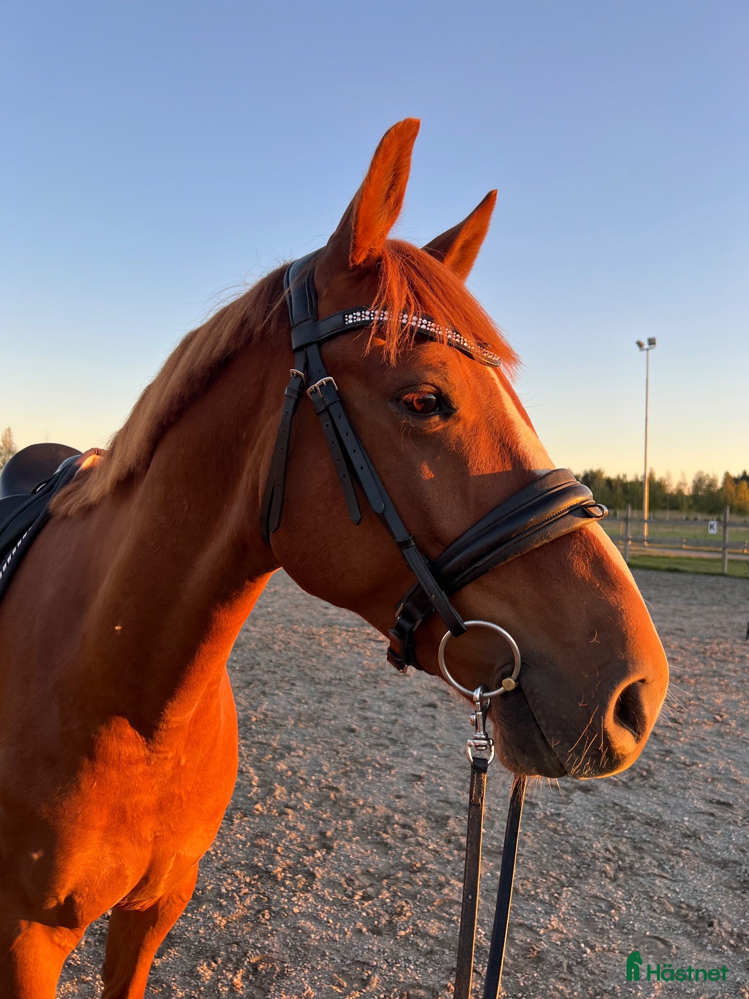  hästar Lyxig hobbyhäst! - Annons 2