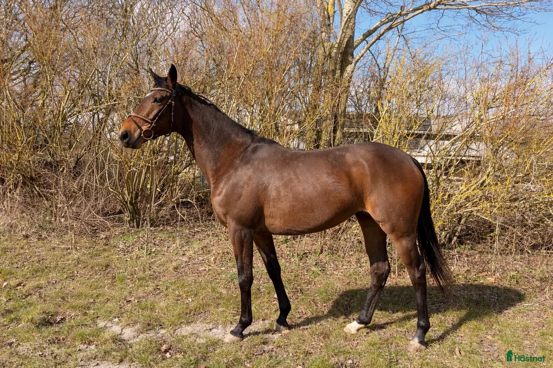 Galopp hästar till salu: Sød avlshoppe eller allround hest sælges  - Annons 1