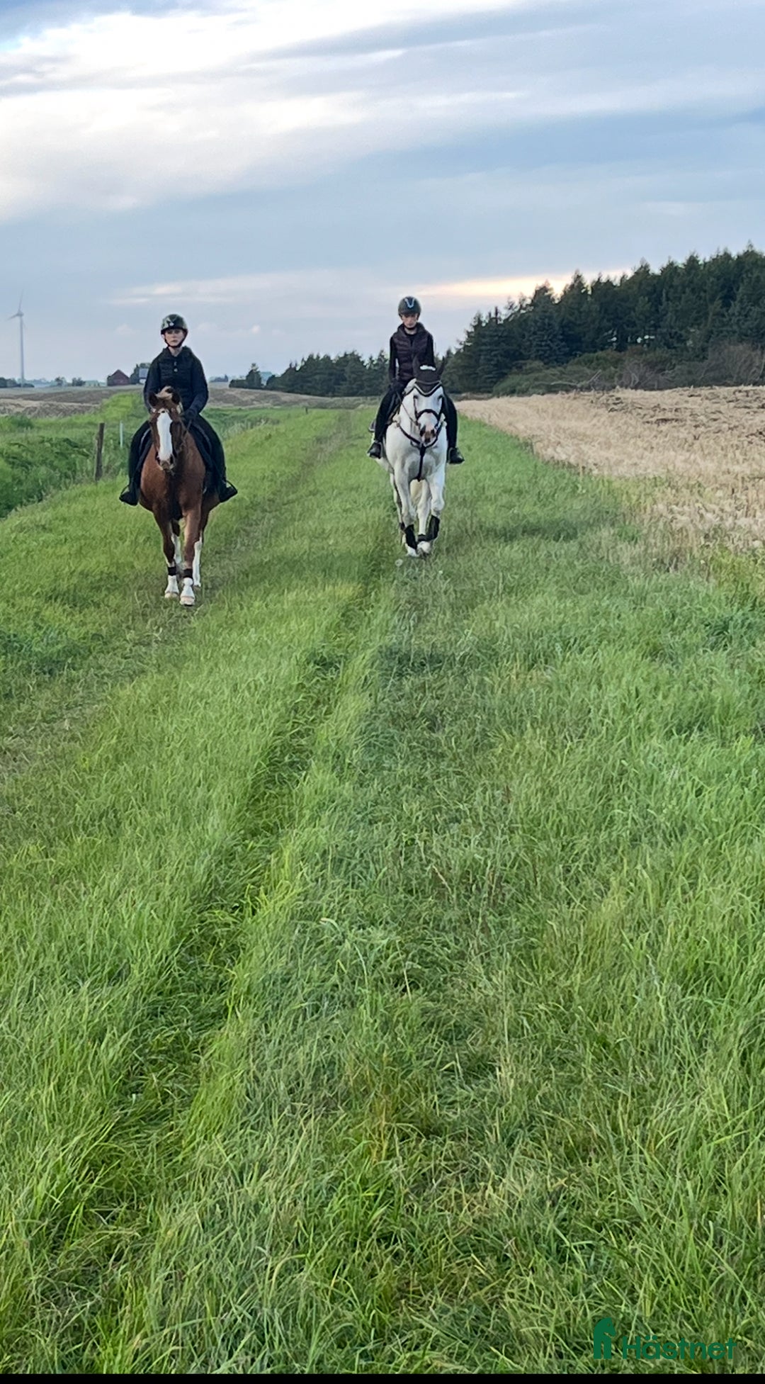  stallplats finnes: Stallplats i Klågerup 🌸 i Klågerup - Annons 6