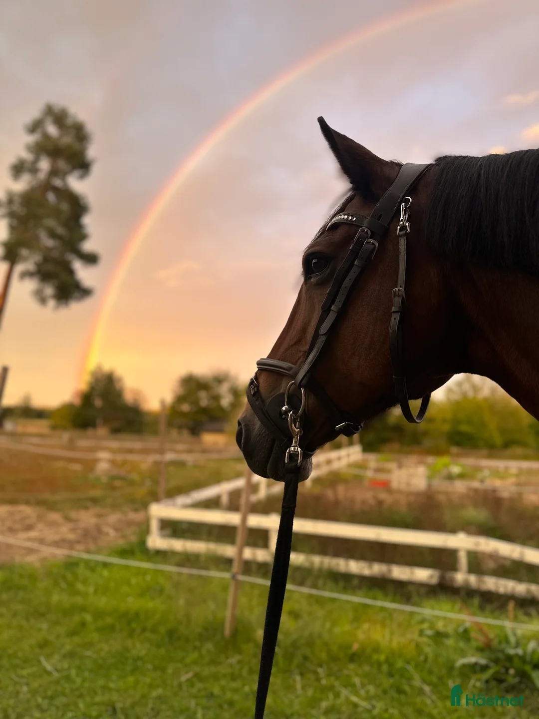  stallplats finnes: Hästhotell i Älvkarleby - Annons 3