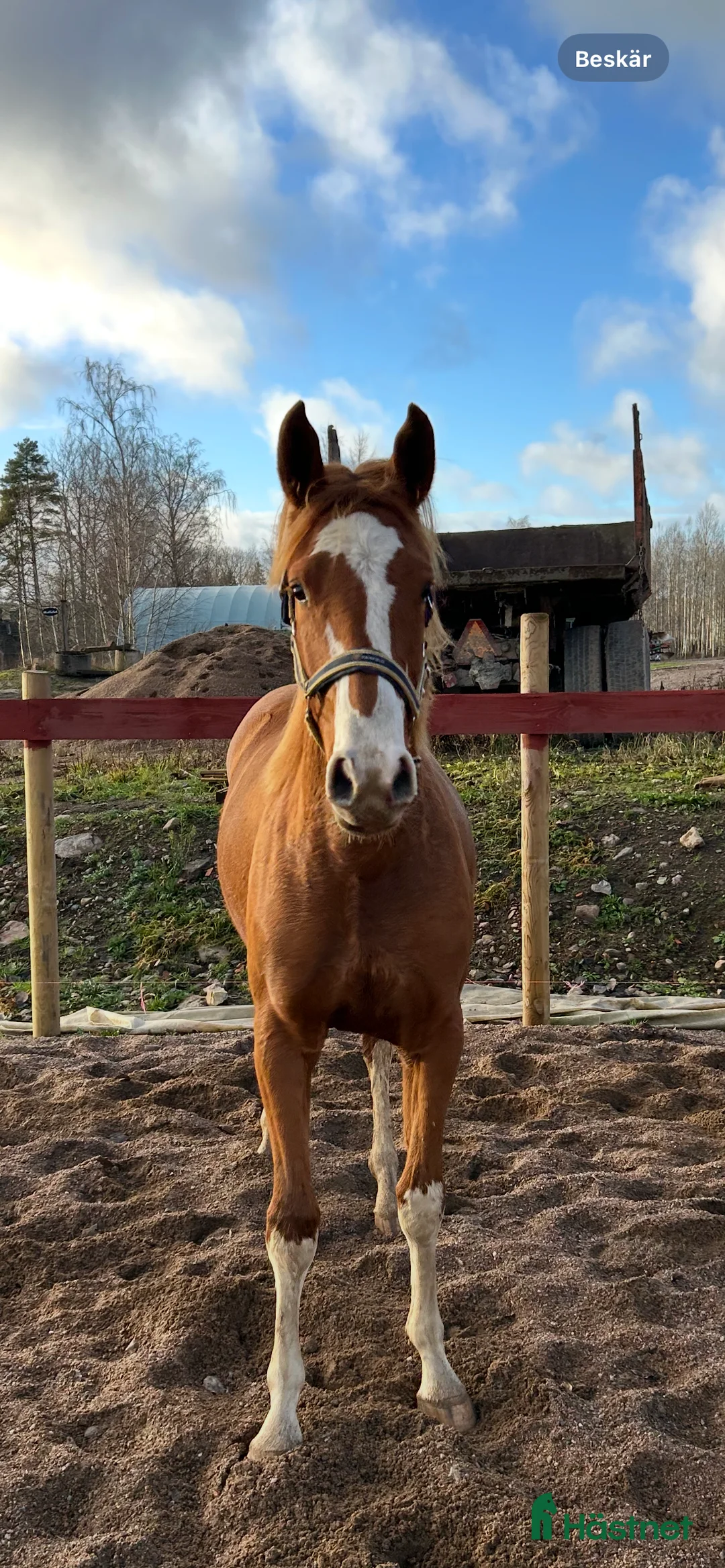 Hoppning hästar till salu: Vacker Sto med utstråling i Tjällmo - Annons 3