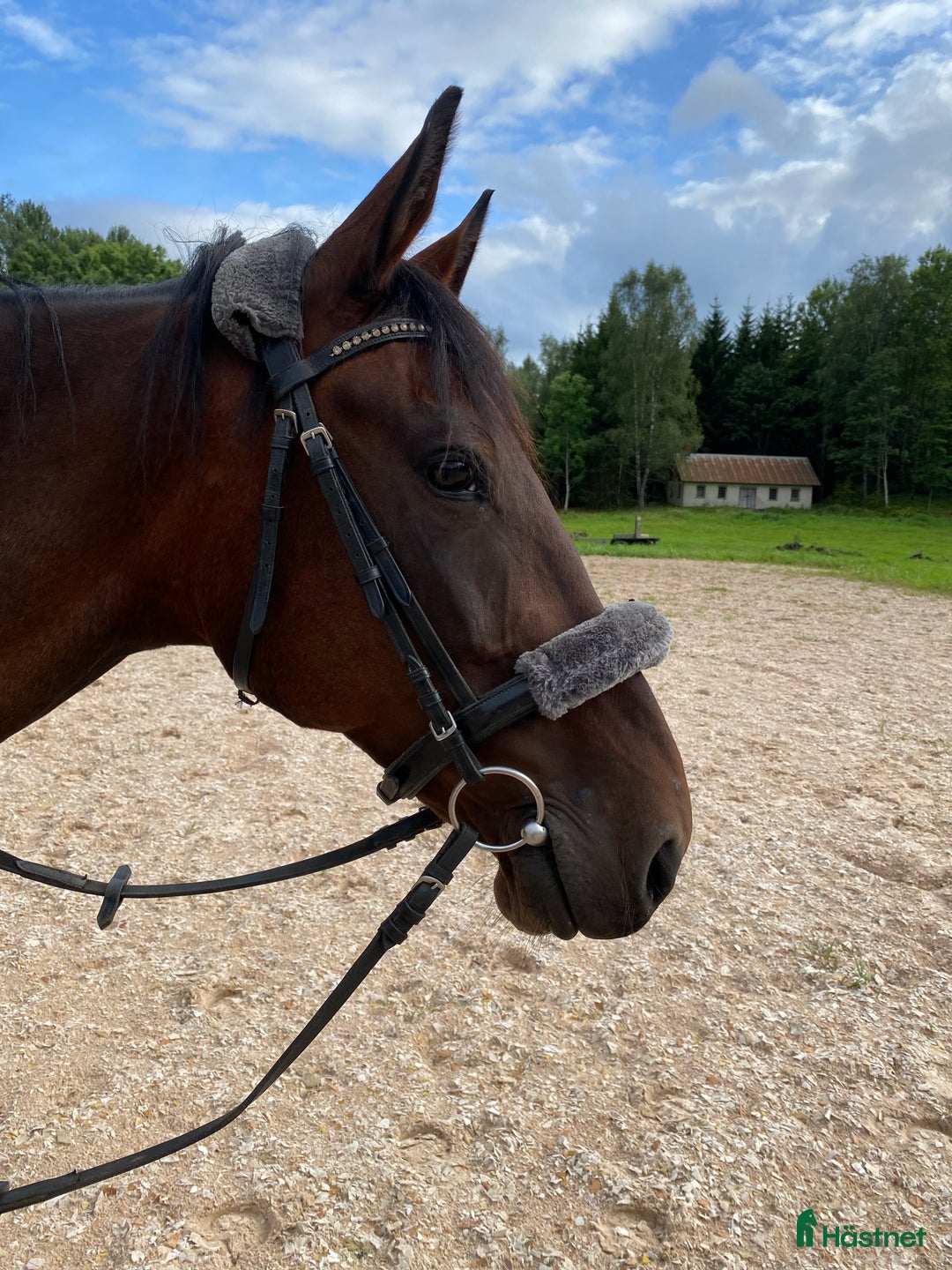 Övrigt hästar till salu: 🌟Intressekoll-inriden travare🌟 i Åsbro - Annons 4