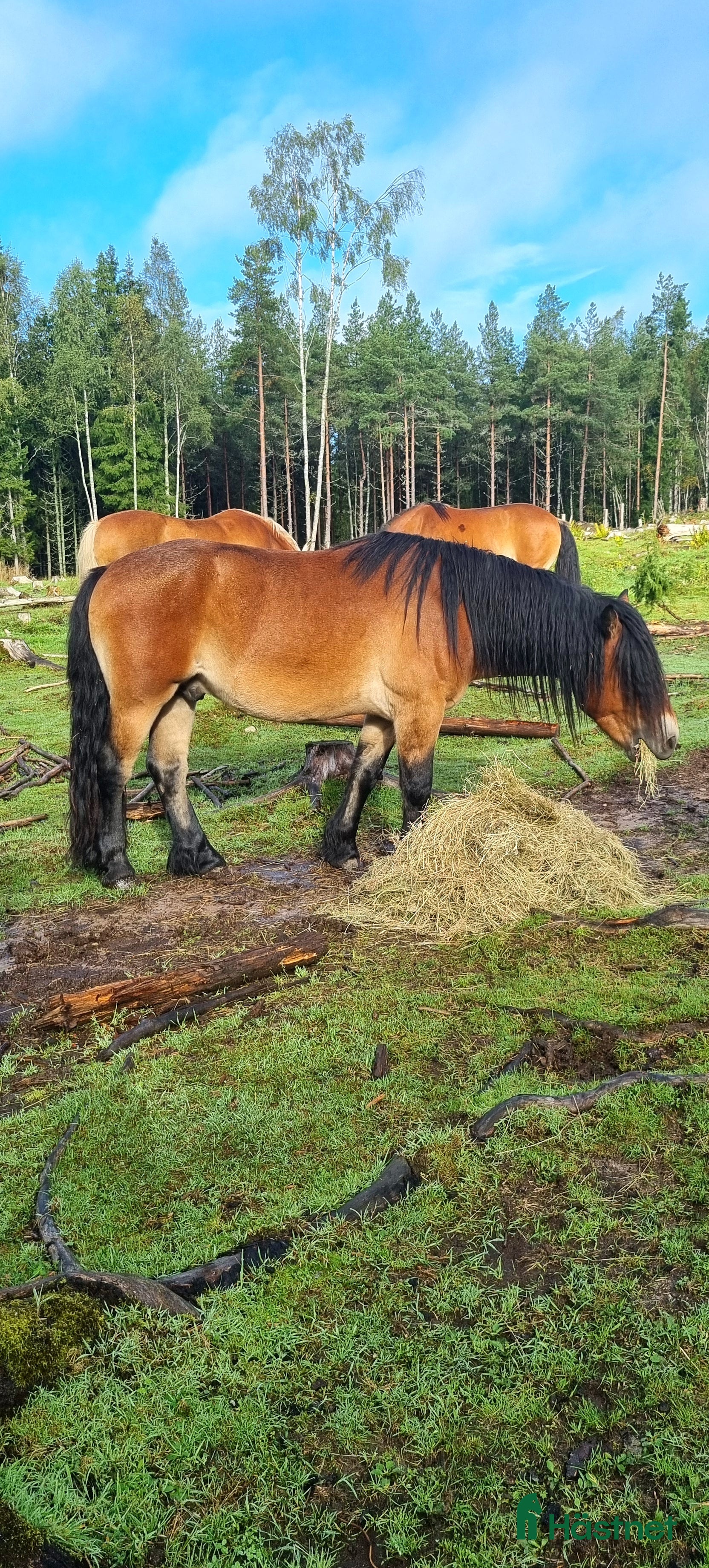  hästar Snäll och charmig valack  - Annons 2