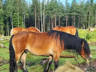 hästar Snäll och charmig valack - Annons 2