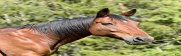 Allround hästar till salu: Världens snällaste kille - Annons 1